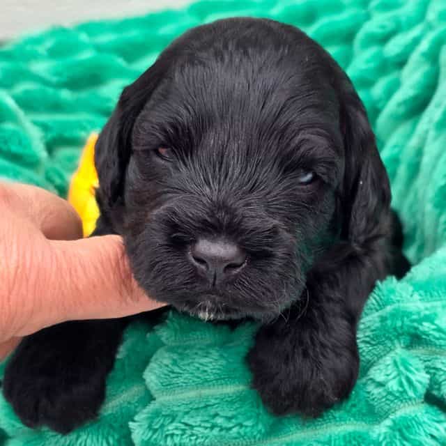 Marshawn-mini - Portidoodle Male