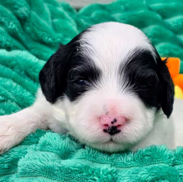 Terrell-mini - Portidoodle Male
