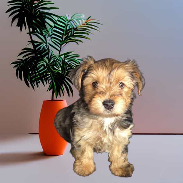 Prince jr - Yorkshire Terrier Male