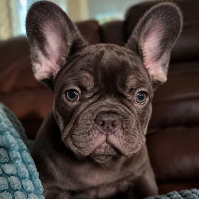 Coco Chanel - French Bulldog Female