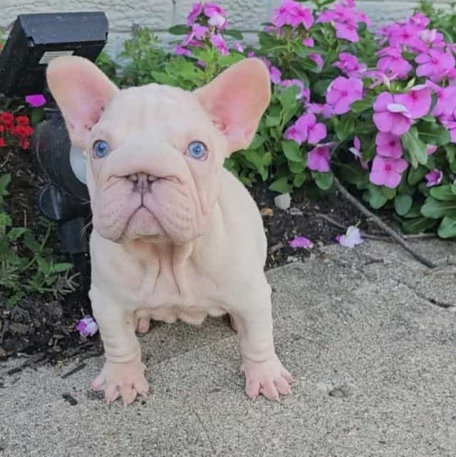 Vito - French Bulldog Male