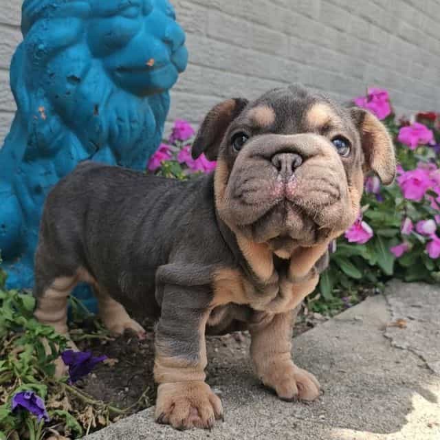Bently - French Bulldog Male