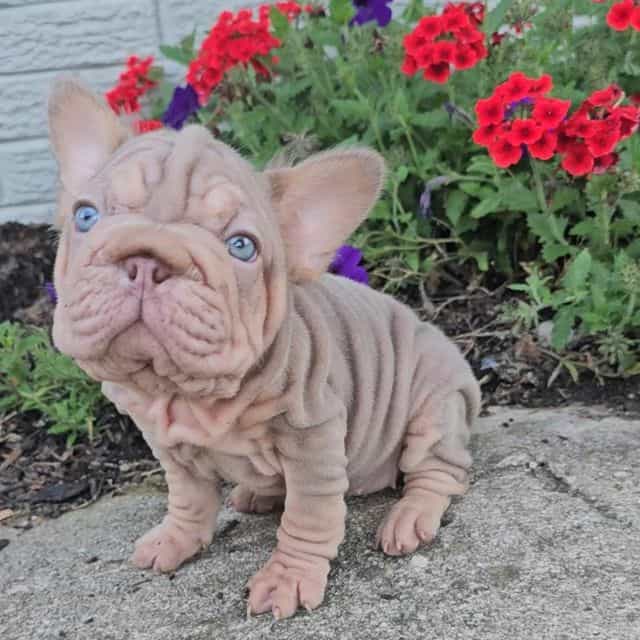 Isabella  - French Bulldog Female