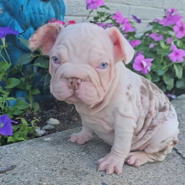 Koi - French Bulldog Female