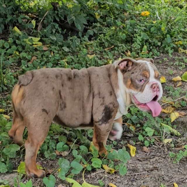 Maribell - English Bulldog Female