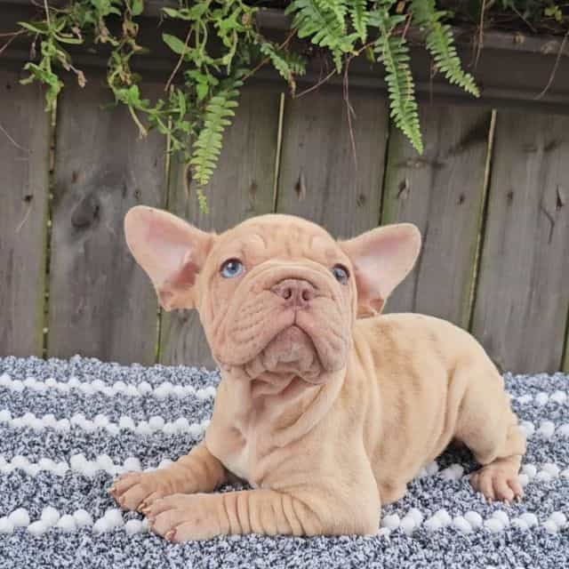 Izzy - Frenchton Female