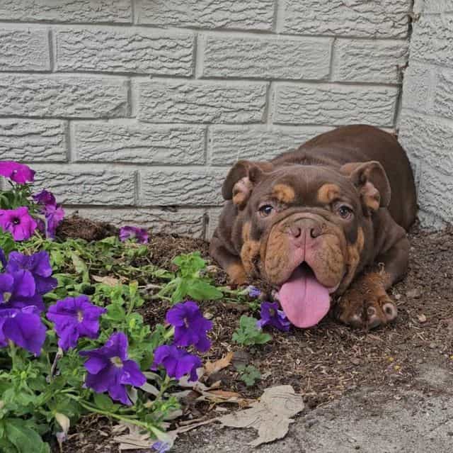 Brody - English Bulldog Male