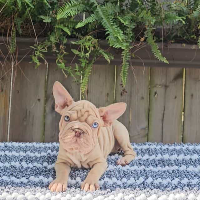 Jagger - Frenchton Male