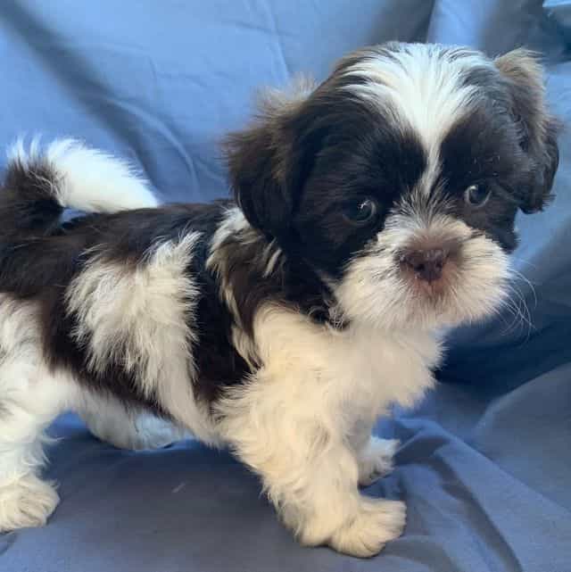 Gorgeous Milo~! - Shih Tzu Male