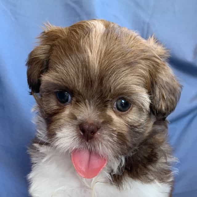 Super Sweet~~Mo - Shih Tzu Male