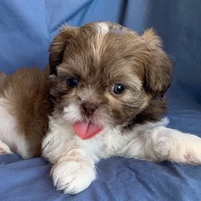 Little Darling~ - Shih Tzu Female