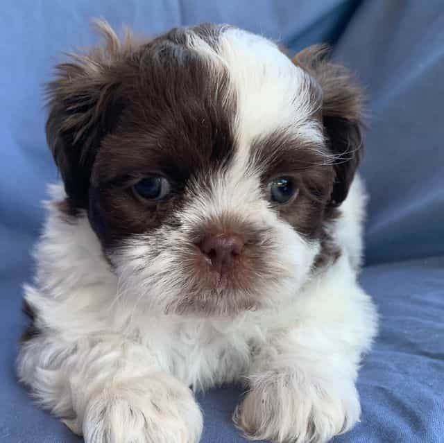 Perfect Lil’ Mo - Shih Tzu Female