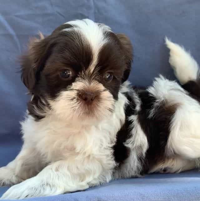 Super Sweet Muf - Shih Tzu Female