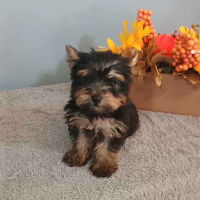 Yeti - Yorkshire Terrier Male
