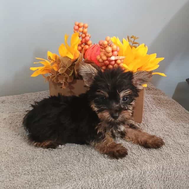 Yager - Yorkshire Terrier Male