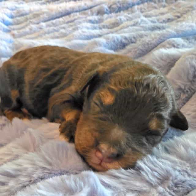 Mini Hank - Bernedoodle Male