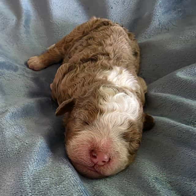Mini Dolly - Bernedoodle Female