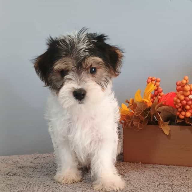 Pinto - Morkie Male