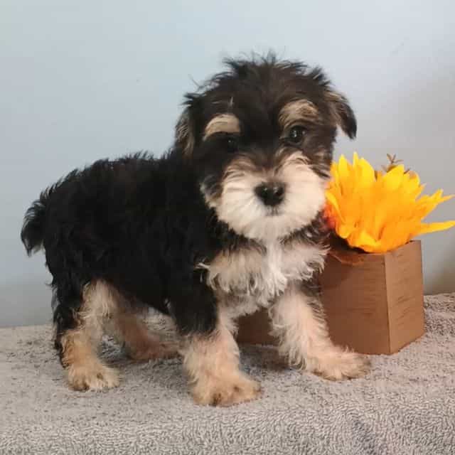 Apollo - Morkie Male