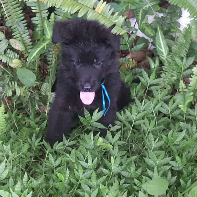 Ivory vom Legen - German Shepherd Dog Male