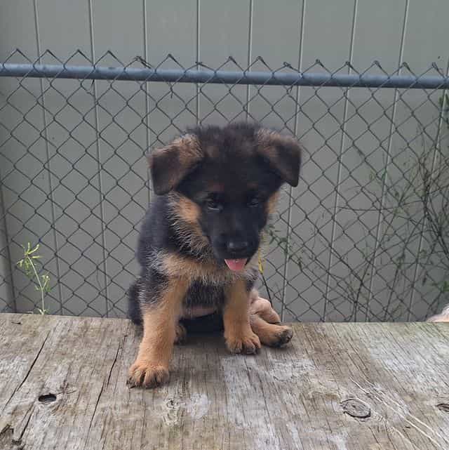 Indy vom Legend - German Shepherd Dog Female