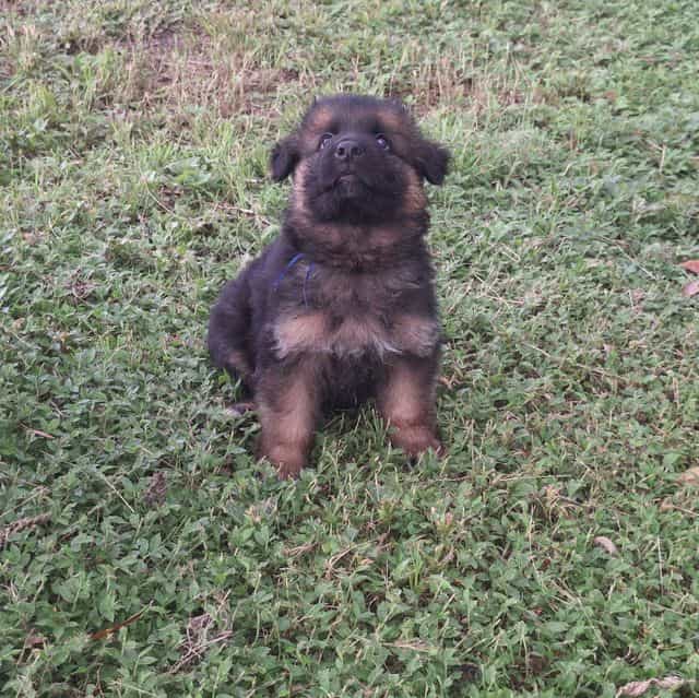 Irwin vom Legen - German Shepherd Dog Male