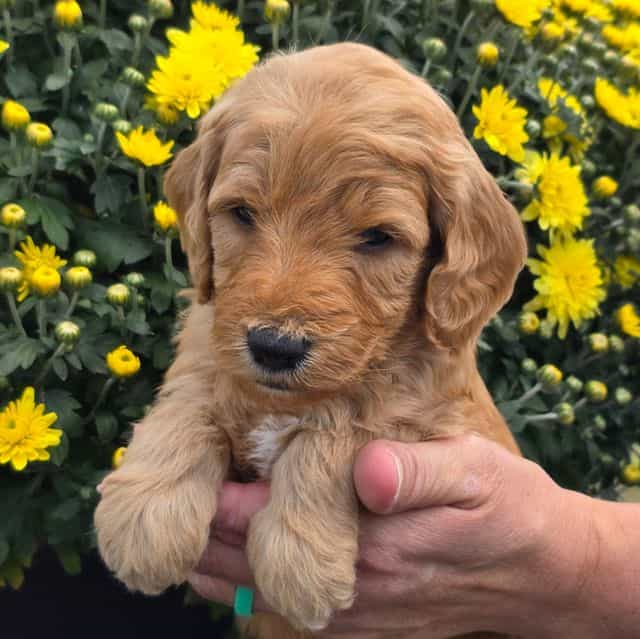 Hondo-mini - Goldendoodle Male