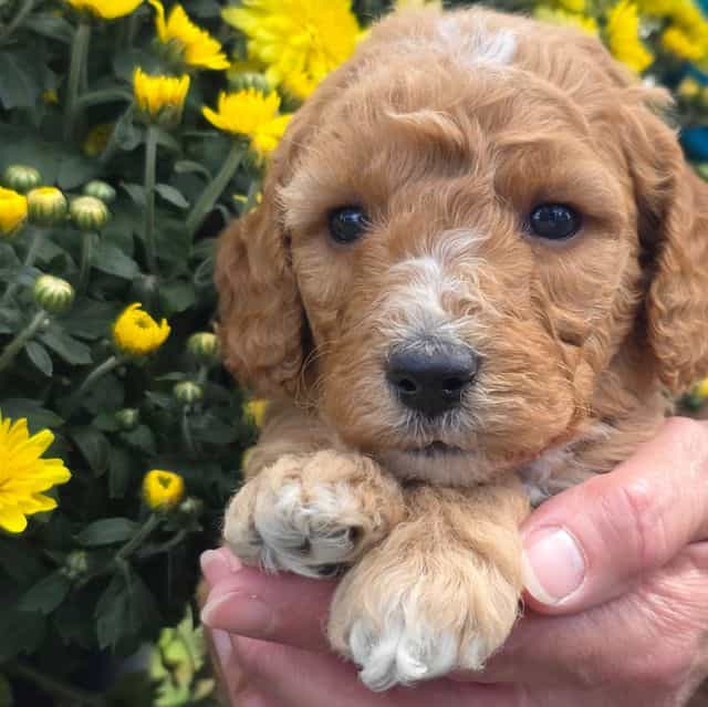Tucker-mini - Goldendoodle Male