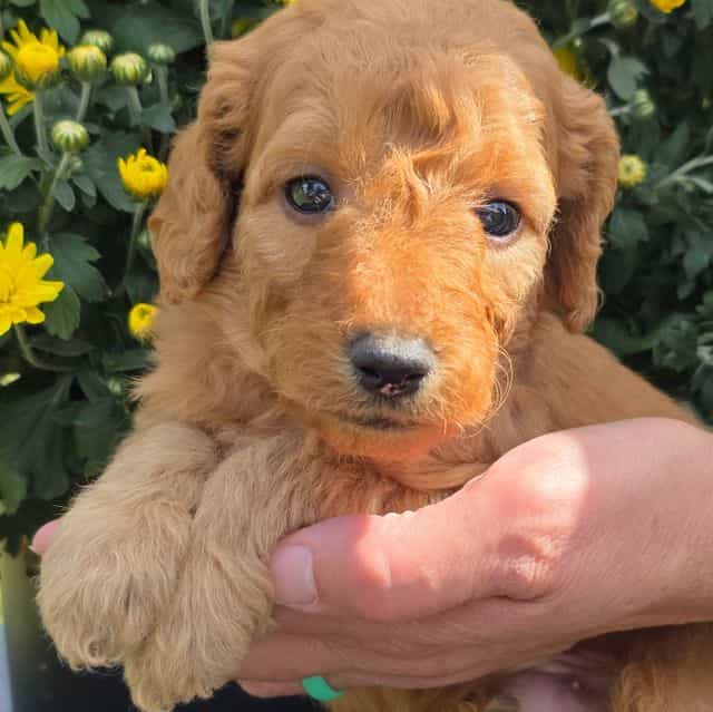 Micah- mini - Goldendoodle Male