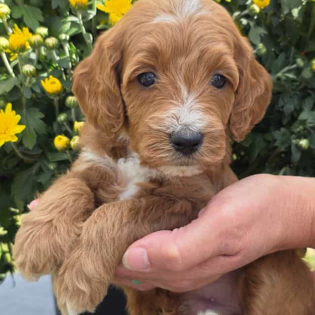Devonte-mini - Goldendoodle Female