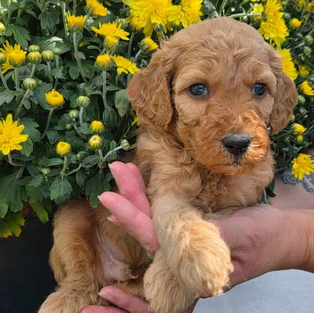 Zaire- mini - Goldendoodle Male