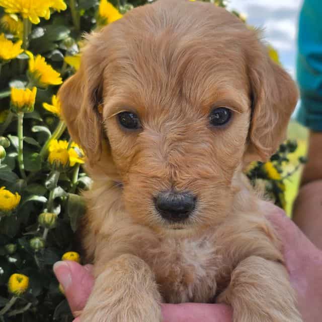 Xavier-mini - Goldendoodle Male