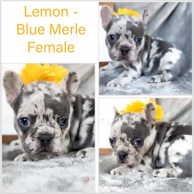 Lemon - French Bulldog Female