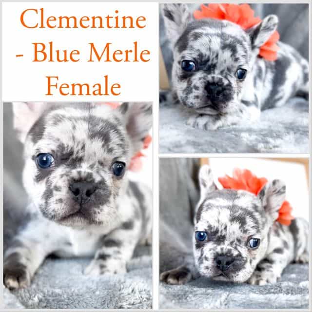 Clementine  - French Bulldog Female