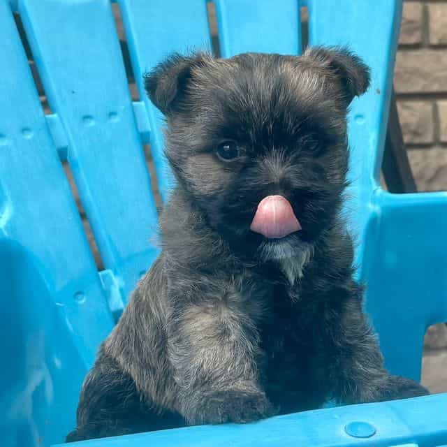 Briggs - Cairn Terrier Male