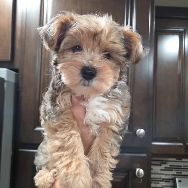 Alleah - Yorkshire Terrier Female