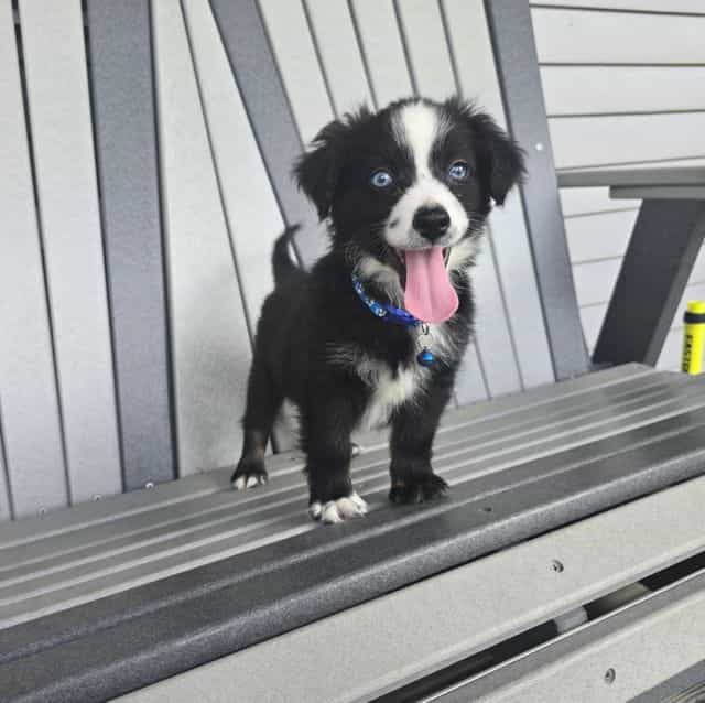 Cleo - Miniature American Shepherd (Mini Aussie) Male