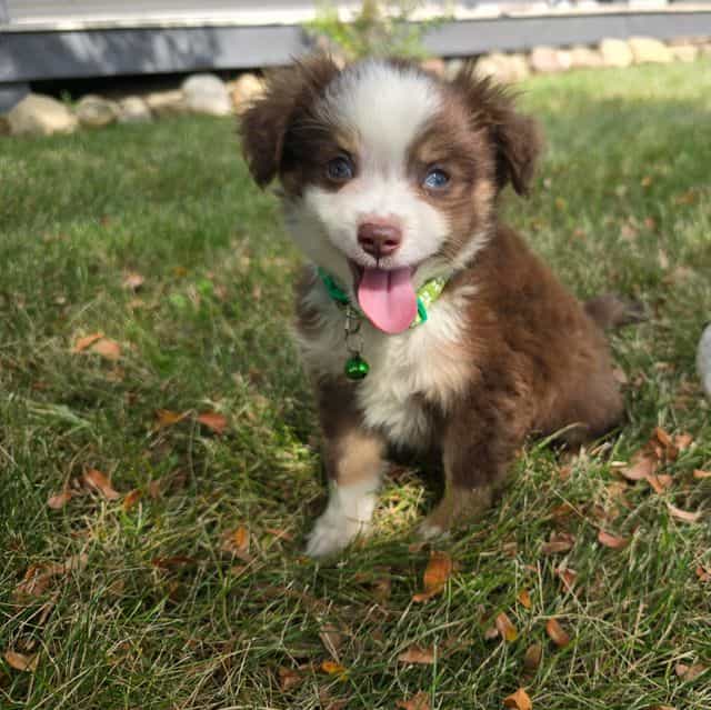 Charlie  - Miniature American Shepherd (Mini Aussie) Male