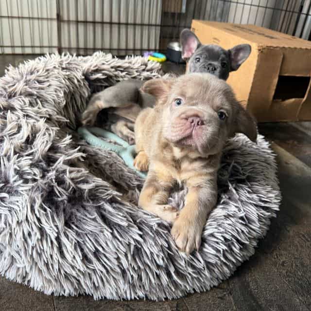 Big rope fluffy - French Bulldog Male
