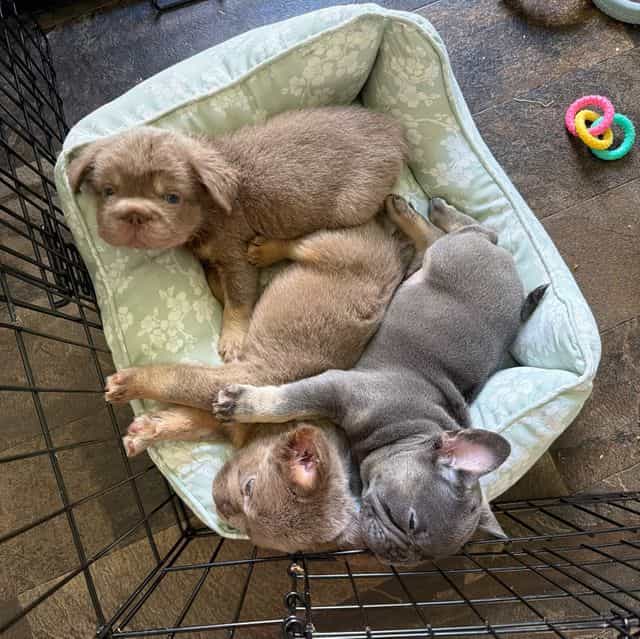 Big rope lilac  - French Bulldog Female