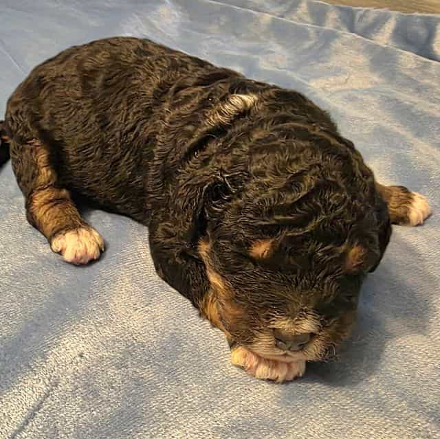 Mini F1b Boomer - Bernedoodle Male