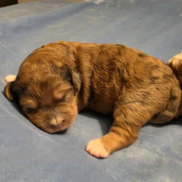 Mini F1b Willy  - Bernedoodle Male