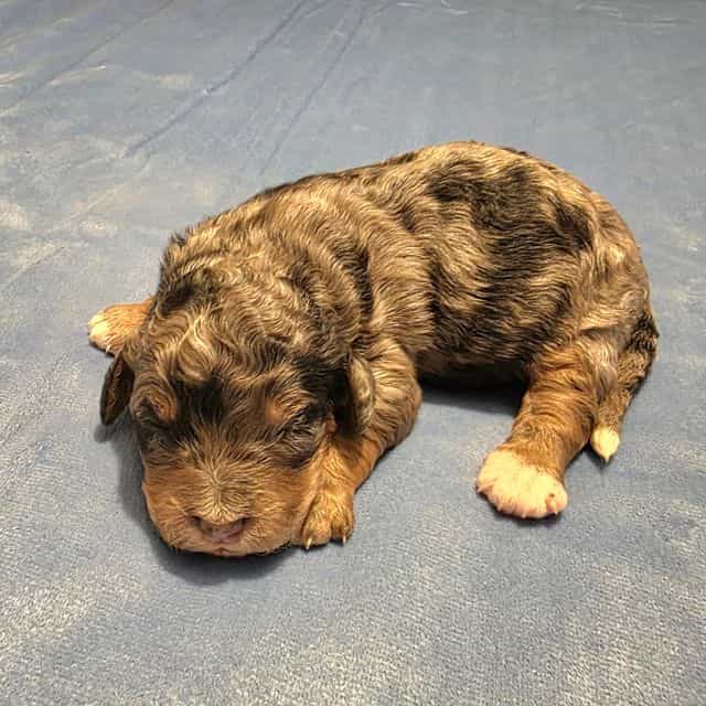 Mini F1b Clyde - Bernedoodle Male