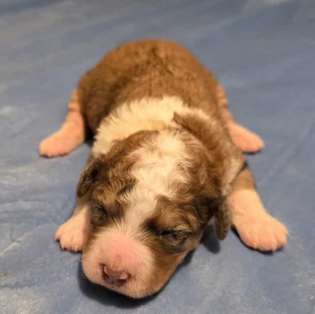 Mini F1b Scooby - Bernedoodle Male