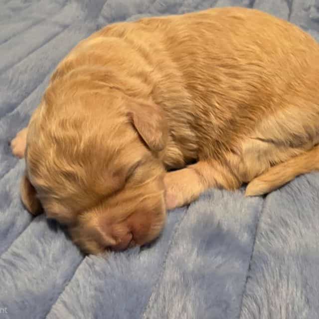 Mini F1b Sally - Bernedoodle Female