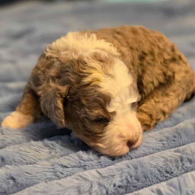 Mini Dolly - Bernedoodle Female