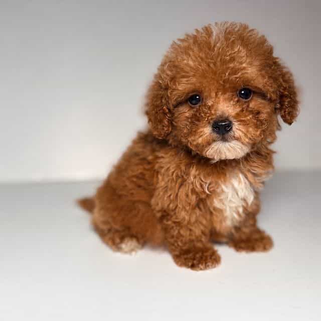 Charlie  - Goldendoodle Male
