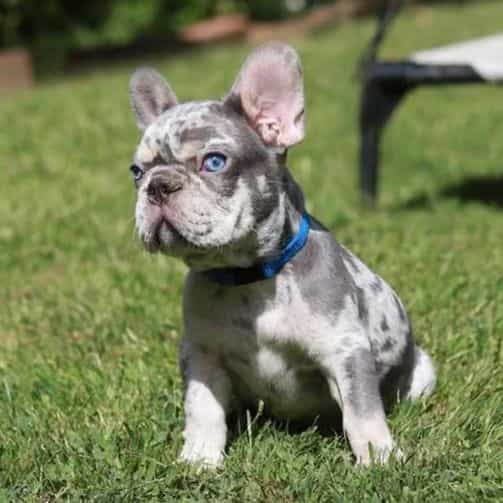 Leo - French Bulldog Male