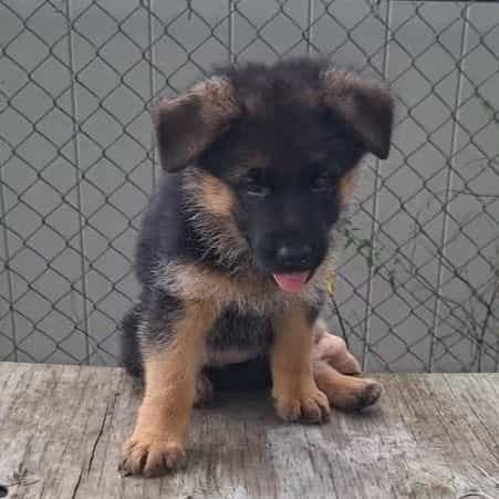 Indy vom Legend - German Shepherd Dog Female