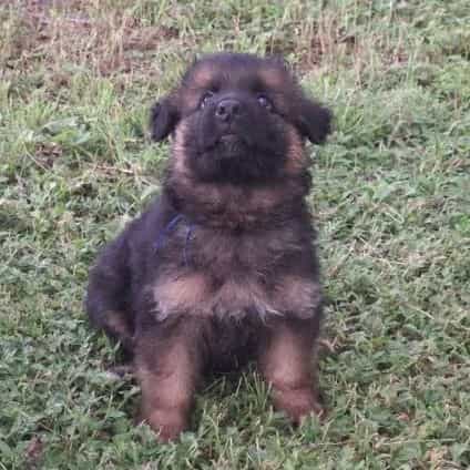 Irwin vom Legen - German Shepherd Dog Male